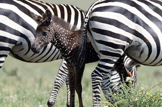 2 Days Masai Mara Air Safari from Nairobi